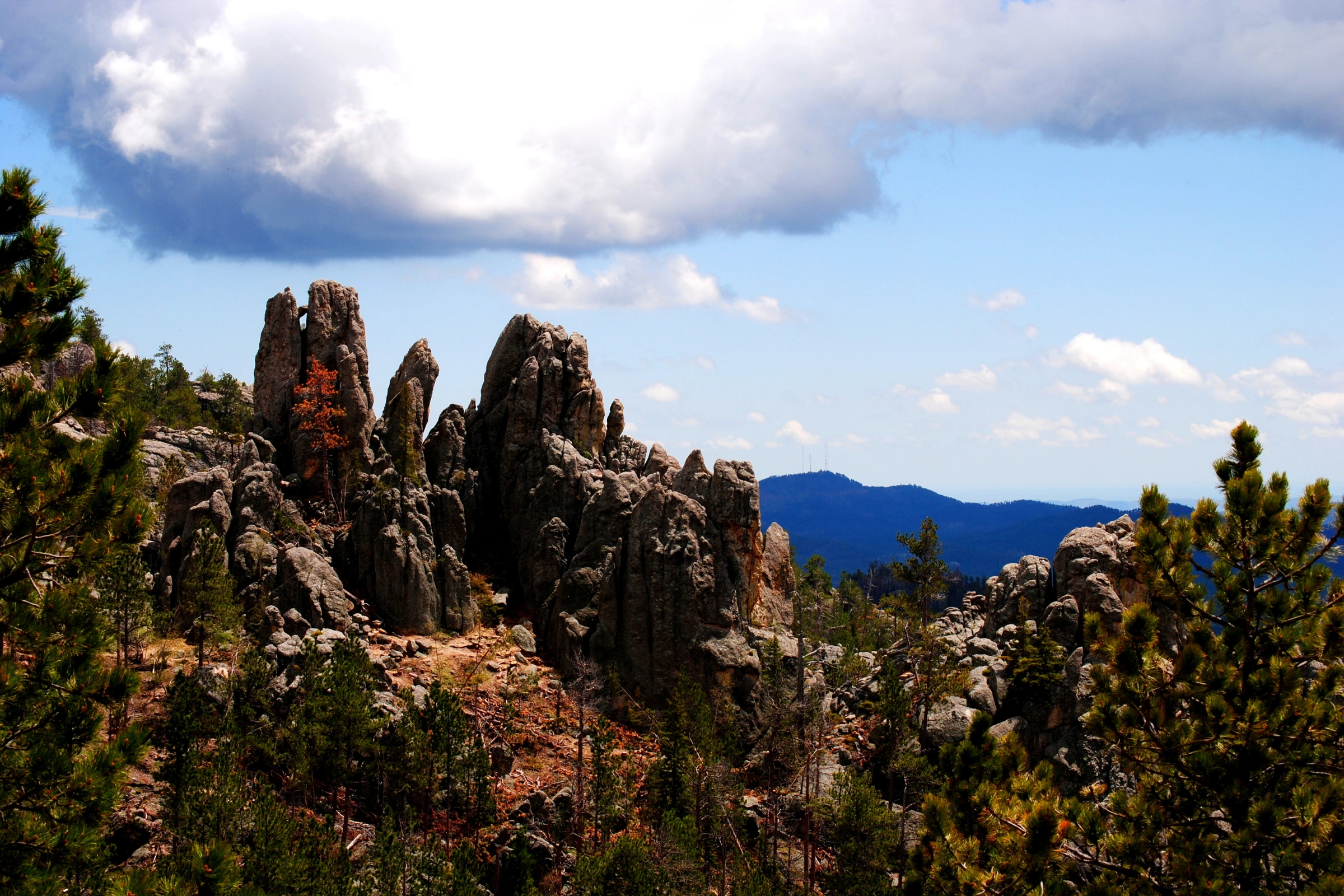 Black_Hills_National_Forest,_South_Dakota[1].webp